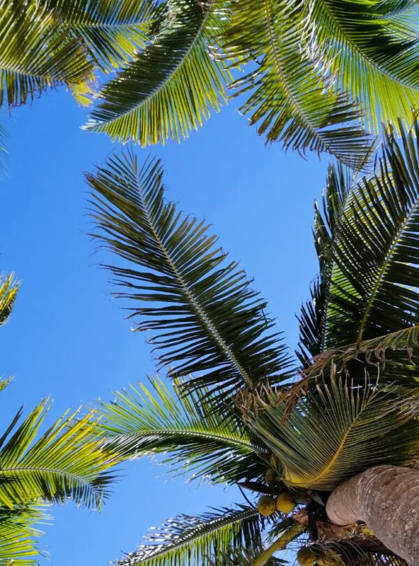 palmbladeren met stralend blauwe lucht